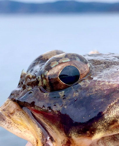 ニジカジカの釣果