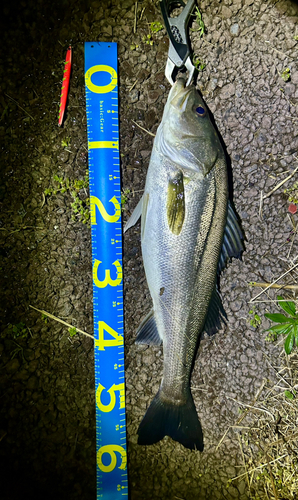 シーバスの釣果