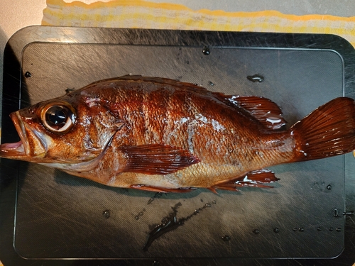 勝浦湾