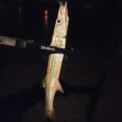 カマスの釣果