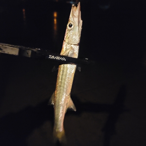 カマスの釣果