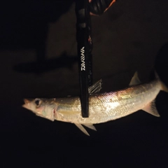 カマスの釣果