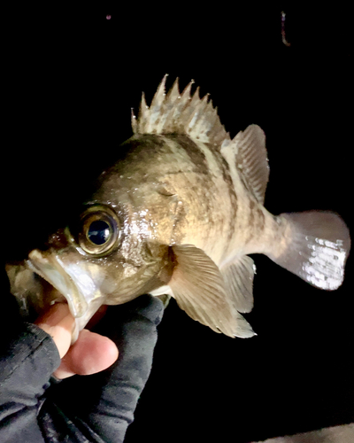 メバルの釣果