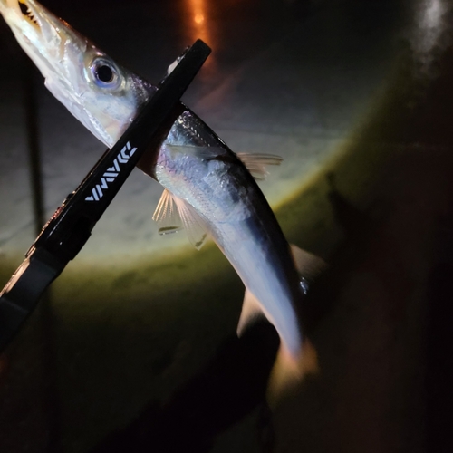 カマスの釣果