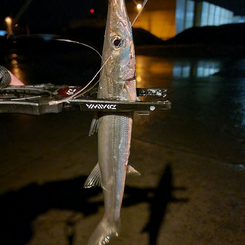 カマスの釣果