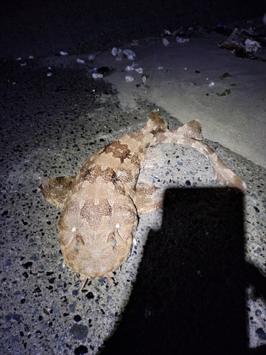 奄美大島