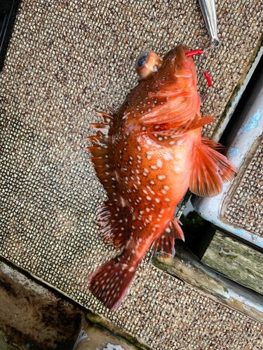 ウッカリカサゴの釣果