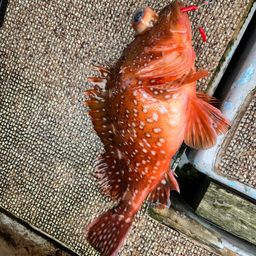 ウッカリカサゴ