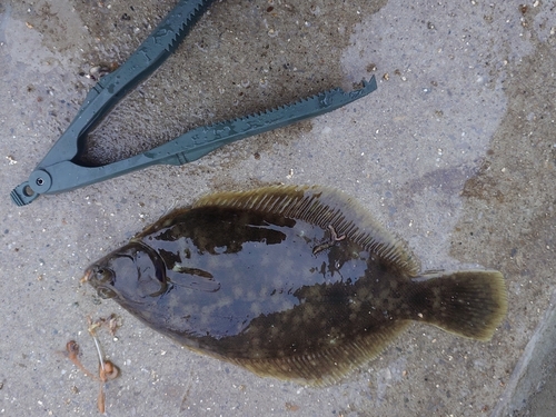 カレイの釣果