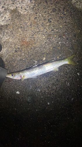 カマスの釣果