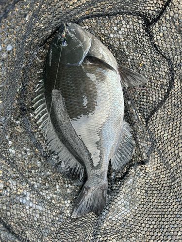 メジナの釣果