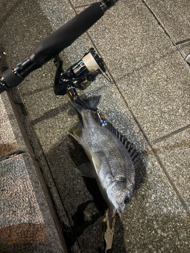 キビレの釣果