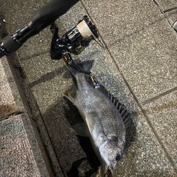 キビレ
