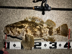 ベッコウゾイの釣果