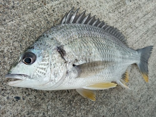 キビレの釣果