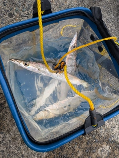 カマスの釣果