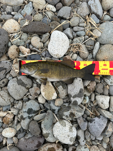 スモールマウスバスの釣果