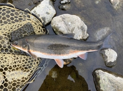 マルタウグイの釣果
