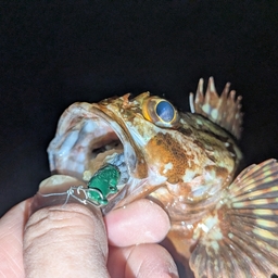 カサゴ