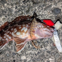 カサゴ