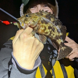 カサゴ