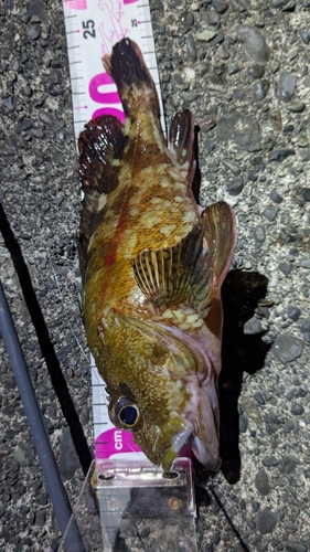 カサゴの釣果