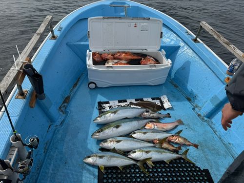ヒラマサの釣果