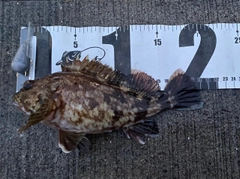 カサゴの釣果