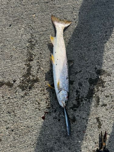 ウミアメの釣果