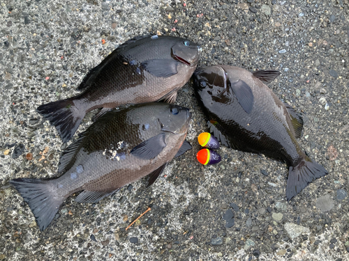 メジナの釣果