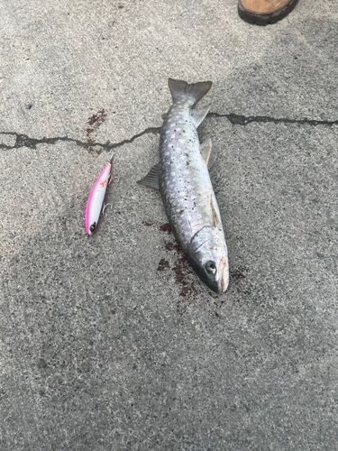 ウミアメの釣果