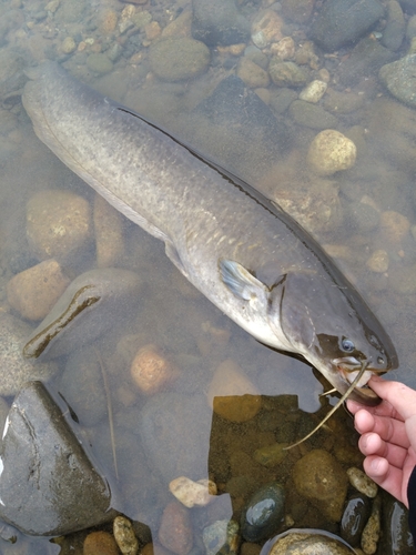 ニホンナマズの釣果