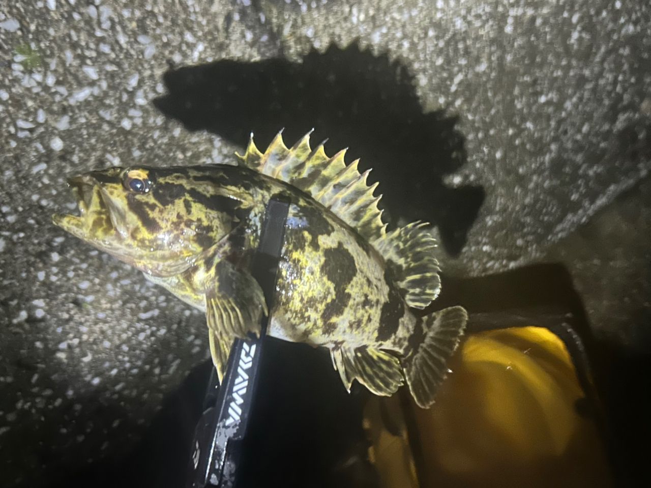 タケノコメバル