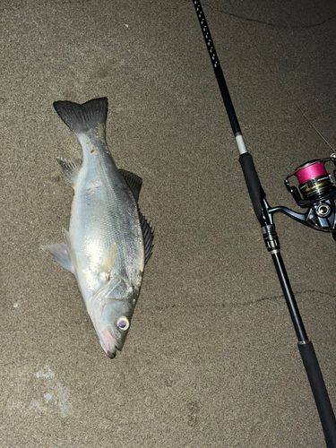 ヒラスズキの釣果