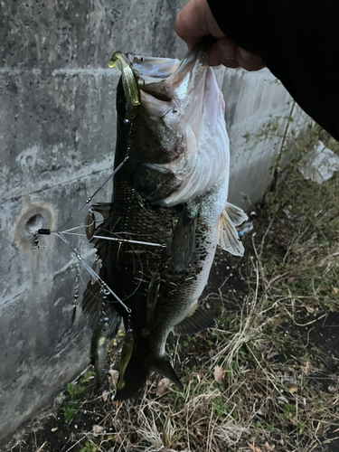 ブラックバスの釣果