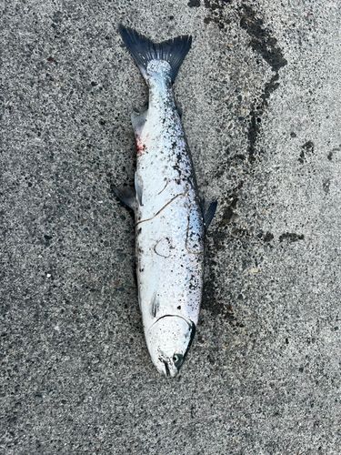 サクラマスの釣果