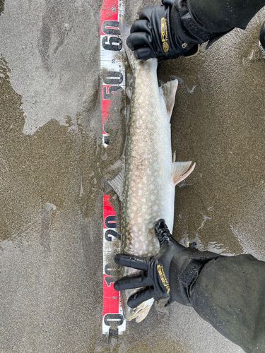 ウミアメの釣果