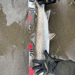 ウミアメ