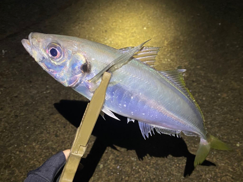 マアジの釣果