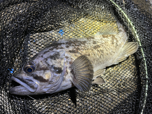 クロソイの釣果