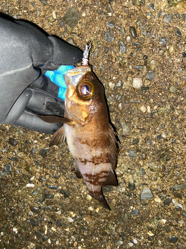 メバルの釣果