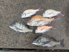 チヌの釣果
