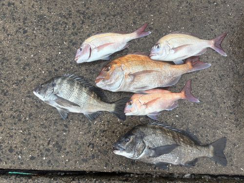 チヌの釣果