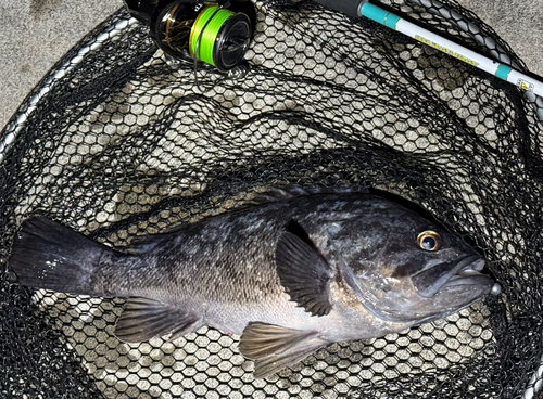 クロソイの釣果