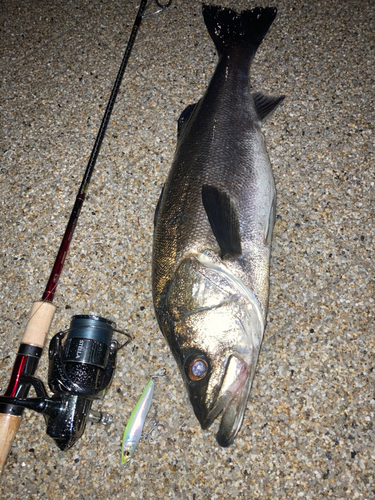 シーバスの釣果