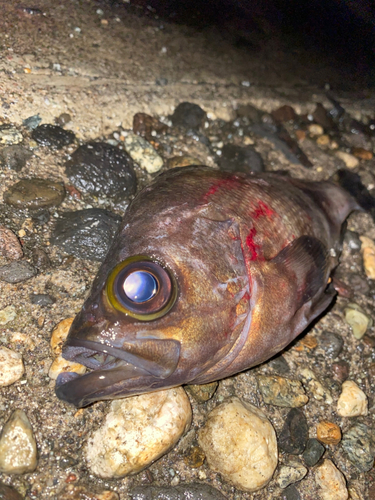 メバルの釣果