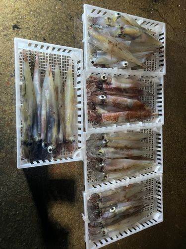 ヤリイカの釣果