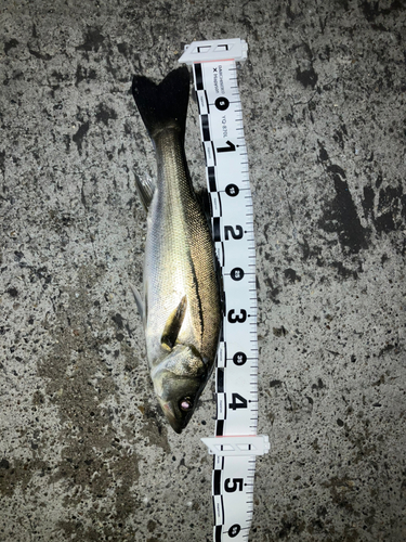 セイゴ（マルスズキ）の釣果