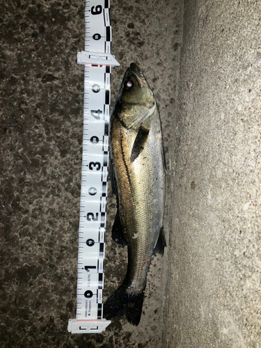 セイゴ（マルスズキ）の釣果