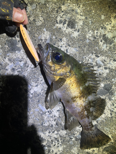 シロメバルの釣果